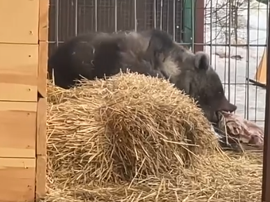 Медведь напугал людей вблизи тропы на пик Черского