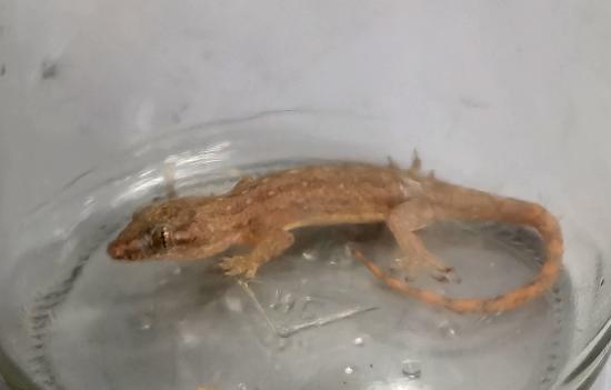 Необычное путешествие произошло в жизни геккона из-за иркутянки